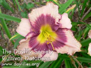 Daylily Far from Florida
